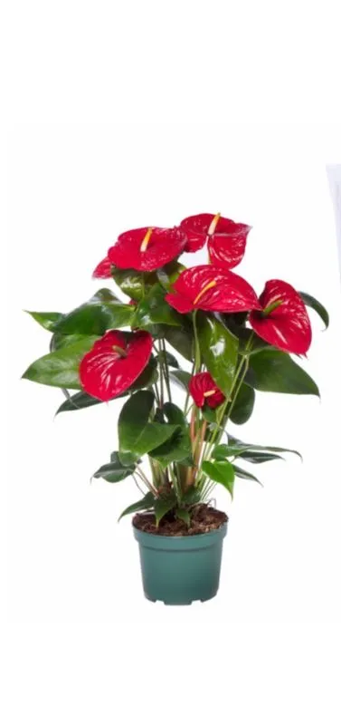 Anthurium ROJO