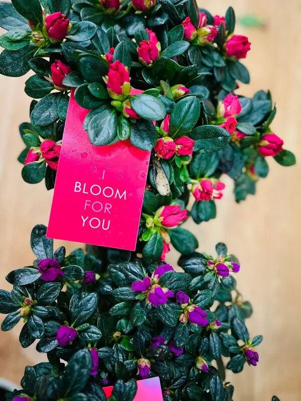 Azalea (VARIOS COLORES)