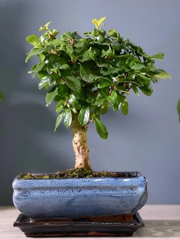 BONSAI 5 años Carmona Microphyll
