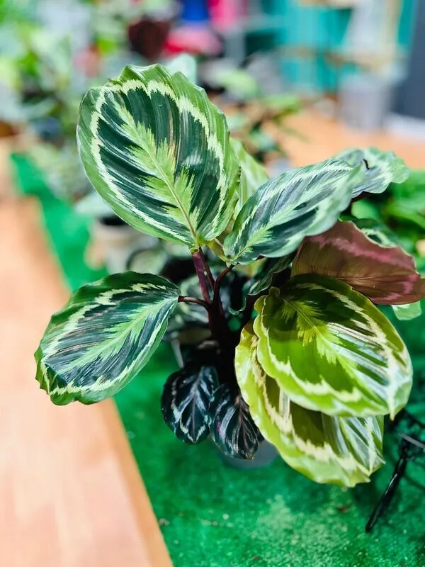 Calathea Medallion