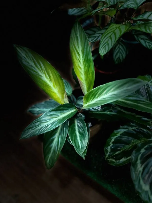 Calathea stromanthe
