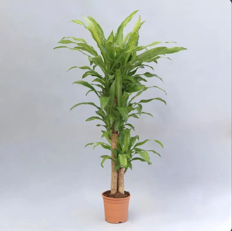 Dracaena Massangeana