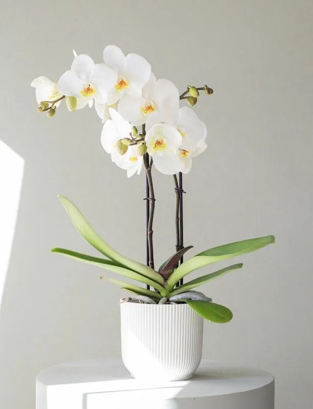 Phalaenopsis ( Blanca)