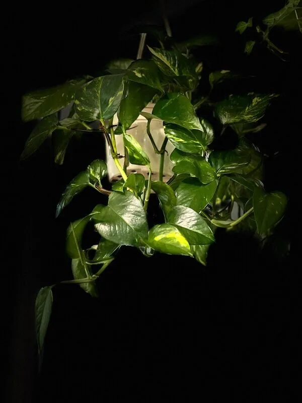 POTO COLGAR "Epipremnum Pinnatum"