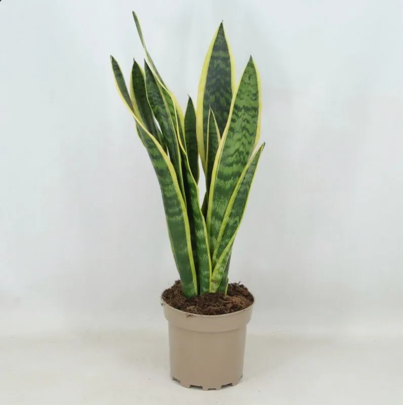 Sanseviera Trifasciata