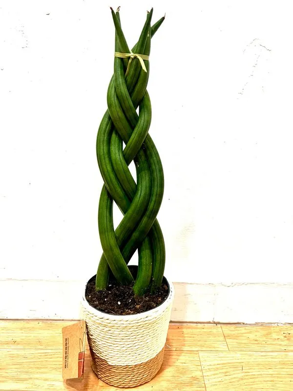 Sansevieria Cylindrica Trenzada
