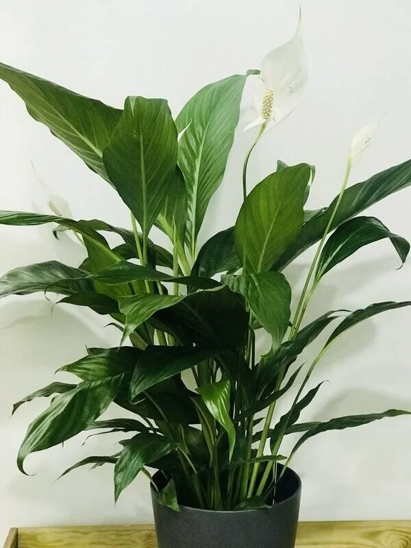 Spathiphyllum