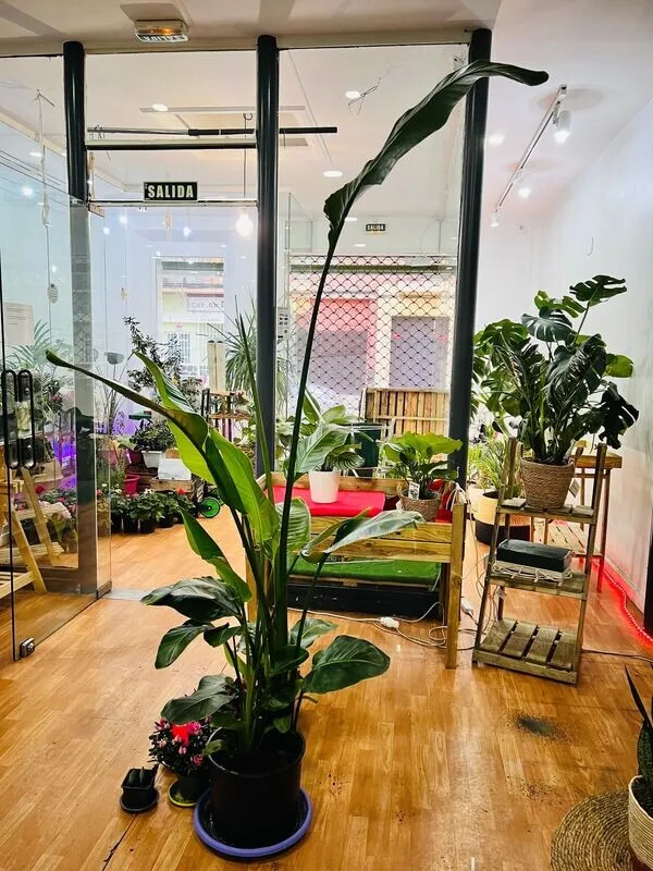 Strelitzia Augusta ( Grande)